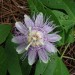 Passion Vine